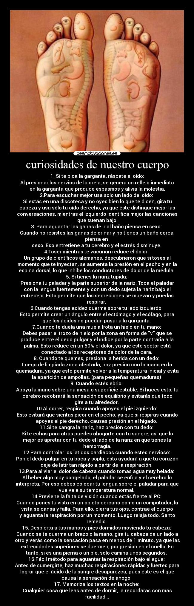 curiosidades de nuestro cuerpo - 1. Si te pica la garganta, ráscate el oído:
Al presionar los nervios de la oreja, se genera un reflejo inmediato
en la garganta que produce espasmos y alivia la molestia.
2.Para escuchar mejor usa solo un lado del oído: 
Si estás en una discoteca y no oyes bien lo que te dicen, gira tu
cabeza y usa sólo tu oído derecho, ya que éste distingue mejor las
conversaciones, mientras el izquierdo identifica mejor las canciones
que suenan bajo.
3. Para aguantar las ganas de ir al baño piensa en sexo: 
Cuando no resistes las ganas de orinar y no tienes un baño cerca,
piensa en 
sexo. Eso entretiene a tu cerebro y el estrés disminuye. 
4.Toser mientras te vacunan reduce el dolor: 
Un grupo de científicos alemanes, descubrieron que si toses al
momento que te inyectan, se aumenta la presión en el pecho y en la
espina dorsal, lo que inhibe los conductores de dolor de la médula. 
5. Si tienes la nariz tupida: 
Presiona tu paladar y la parte superior de la nariz. Toca el paladar
con la lengua fuertemente y con un dedo sujeta la nariz bajo el
entrecejo. Esto permite que las secreciones se muevan y puedas
respirar. 
6.Cuando tengas acidez duerme sobre tu lado izquierdo: 
Esto permite crear un ángulo entre el estómago y el esófago, para
que los ácidos no puedan pasar a la garganta. 
7.Cuando te duela una muela frota un hielo en tu mano: 
Debes pasar el trozo de hielo por la zona en forma de v que se
produce entre el dedo pulgar y el índice por la parte contraria a la
palma. Esto reduce en un 50% el dolor, ya que este sector está
conectado a los receptores de dolor de la cara. 
8. Cuando te quemes, presiona la herida con un dedo: 
Luego de limpiarla zona afectada, haz presión con la mano en la
quemadura, ya que esto permite volver a la temperatura inicial y evita
la aparición de ampollas. (para pequeñas quemaduras) 
9. Cuando estés ebrio: 
Apoya la mano sobre una mesa o superficie estable. Si haces esto, tu
cerebro recobrará la sensación de equilibrio y evitarás que todo
gire a tu alrededor. 
10.Al correr, respira cuando apoyes el pie izquierdo: 
Esto evitará que sientas picor en el pecho, ya que si respiras cuando
apoyas el pie derecho, causas presión en el hígado. 
11.Si te sangra la nariz, haz presión con tu dedo: 
Si te echas para atrás puedes ahogarte con tu sangre, así que lo
mejor es apretar con tu dedo el lado de la nariz en que tienes la
hemorragia.
12.Para controlar los latidos cardiacos cuando estés nervioso: 
Pon el dedo pulgar en tu boca y sopla, esto ayudará a que tu corazón
deje de latir tan rápido a partir de la respiración. 
13.Para aliviar el dolor de cabeza cuando tomas agua muy helada: 
Al beber algo muy congelado, el paladar se enfría y el cerebro lo
interpreta. Por eso debes colocar tu lengua sobre el paladar para que
vuelva a su temperatura normal. 
14.Previene la falta de visión cuando estás frente al PC: 
Cuando pones tu vista en un objeto cercano como un computador, la
vista se cansa y falla. Para ello, cierra tus ojos, contrae el cuerpo
y aguanta la respiración por un momento. Luego relaja todo. Santo
remedio. 
15. Despierta a tus manos y pies dormidos moviendo tu cabeza: 
Cuando se te duerma un brazo o la mano, gira tu cabeza de un lado a
otro y verás como la sensación pasa en menos de 1 minuto, ya que las
extremidades superiores se duermen, por presión en el cuello. En
tanto, si es una pierna o un pie, solo camina unos segundos. 
16.Fácil método para aguantar la respiración bajo el agua: 
Antes de sumergirte, haz muchas respiraciones rápidas y fuertes para
lograr que el ácido de la sangre desaparezca, pues éste es el que
causa la sensación de ahogo. 
17. Memoriza los textos en la noche: 
Cualquier cosa que leas antes de dormir, la recordarás con más
facilidad...