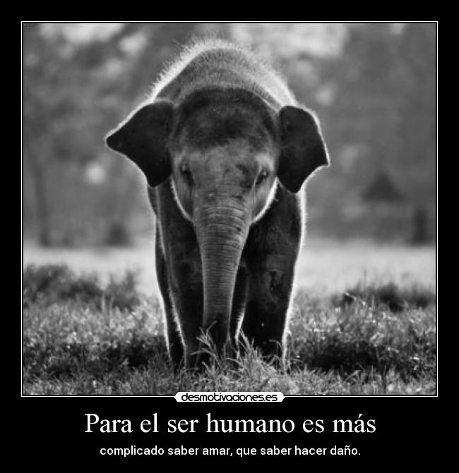 Para el ser humano es más - complicado saber amar, que saber hacer daño.