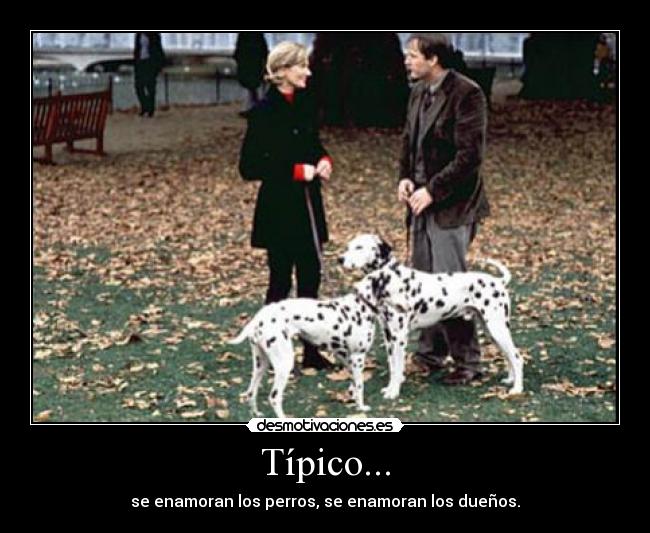 Típico... - se enamoran los perros, se enamoran los dueños.