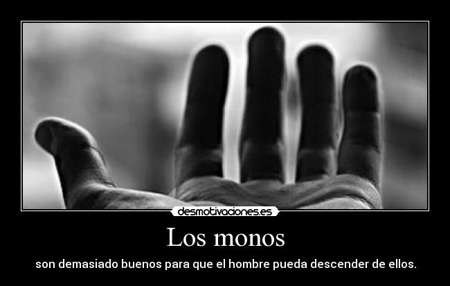 Los monos - son demasiado buenos para que el hombre pueda descender de ellos.