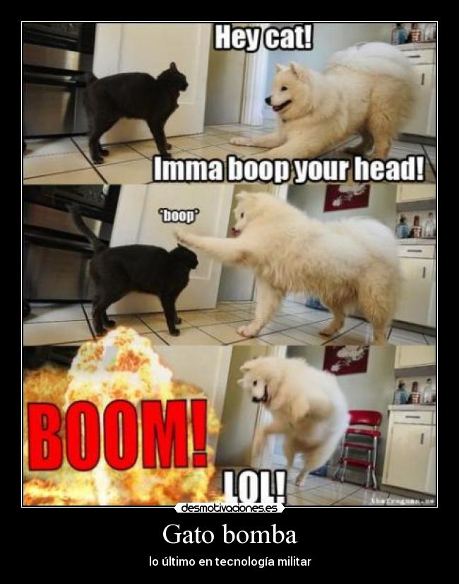 Gato bomba - lo último en tecnología militar