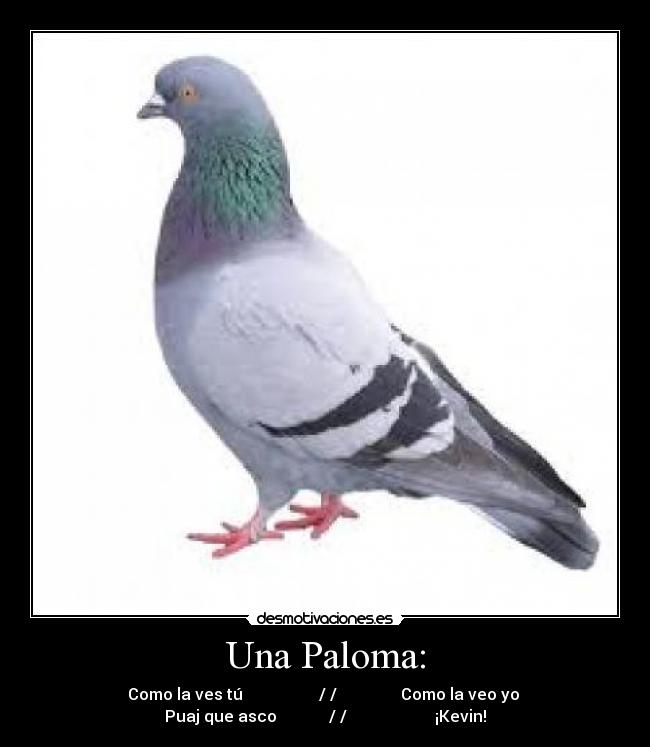 Una Paloma: -