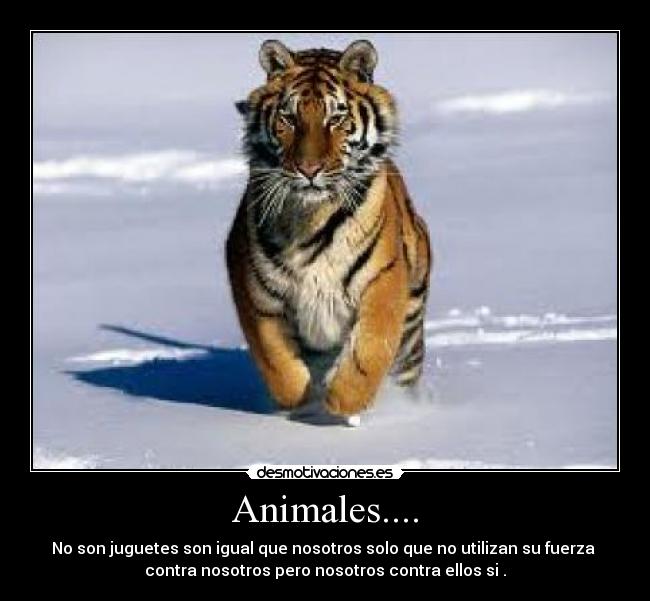 Animales.... -