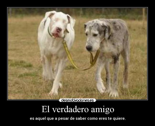 El verdadero amigo -