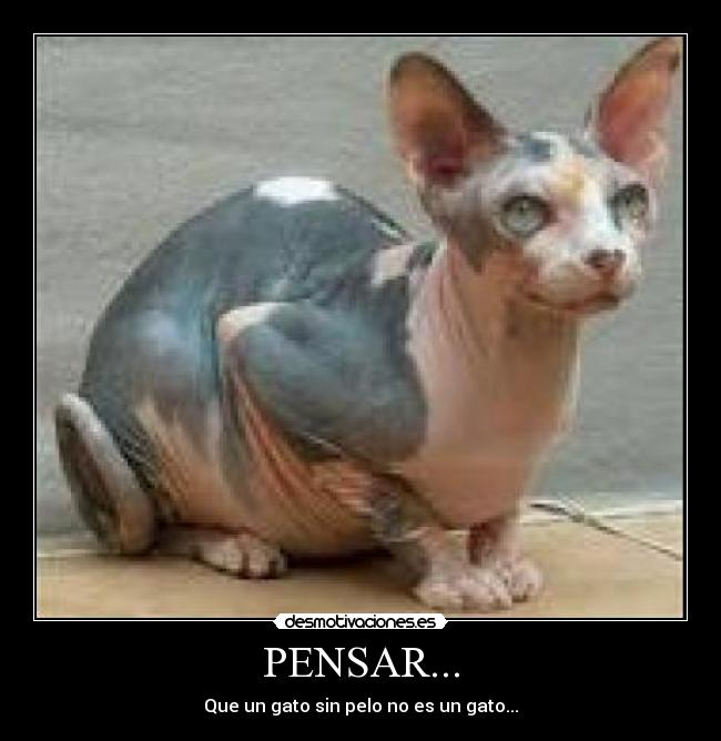 PENSAR... - Que un gato sin pelo no es un gato...