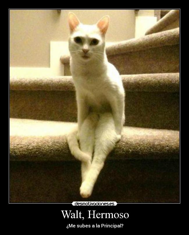 carteles borregoway presents walt calienta franki iero desmotiva motiva amor odio descrpcion off justin desmotivaciones