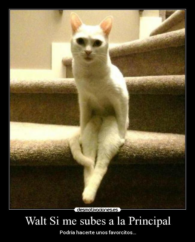 carteles borregoway presents walt hijo puta subime principal doy gata desmotiva motiva amor just desmotivaciones