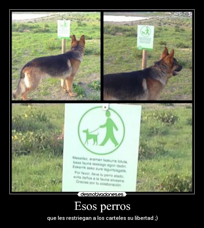 Esos perros - que les restriegan a los carteles su libertad ;)