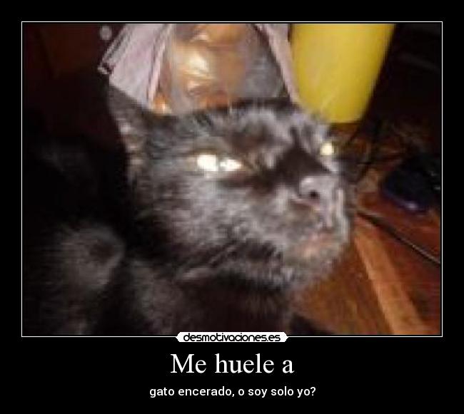 Me huele a - gato encerado, o soy solo yo?