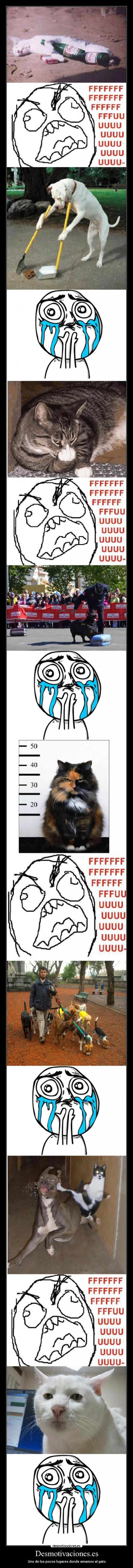 Desmotivaciones.es - Uno de los pocos lugares donde amamos al gato