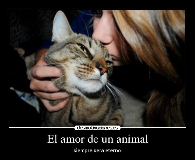 El amor de un animal - siempre será eterno.