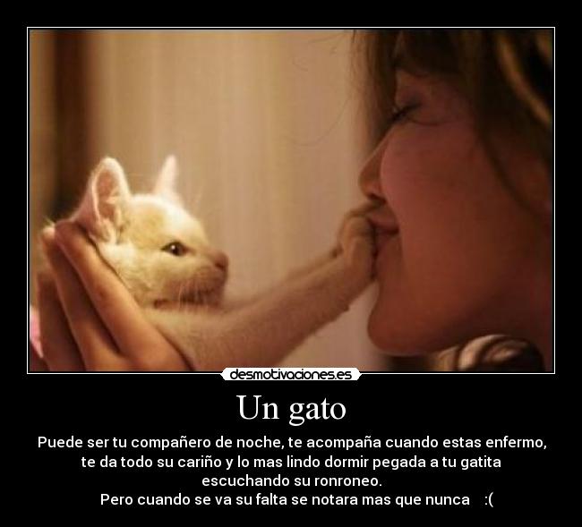 Un gato - 