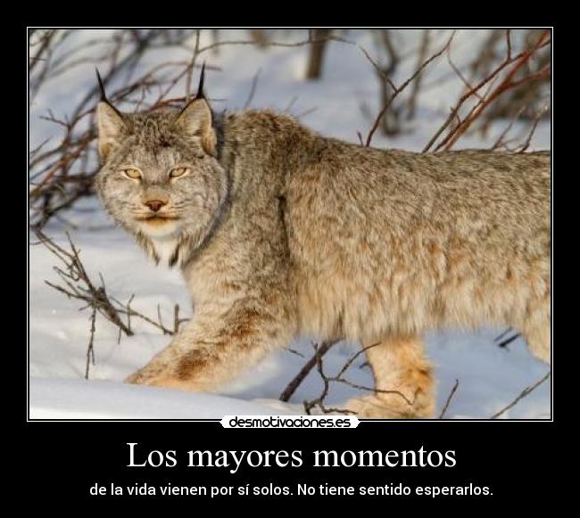 carteles niko86 afeita culo con gillette desmotivaciones