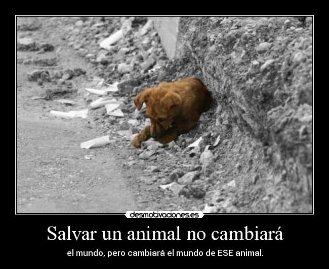 Salvar un animal no cambiará - el mundo, pero cambiará el mundo de ESE animal.