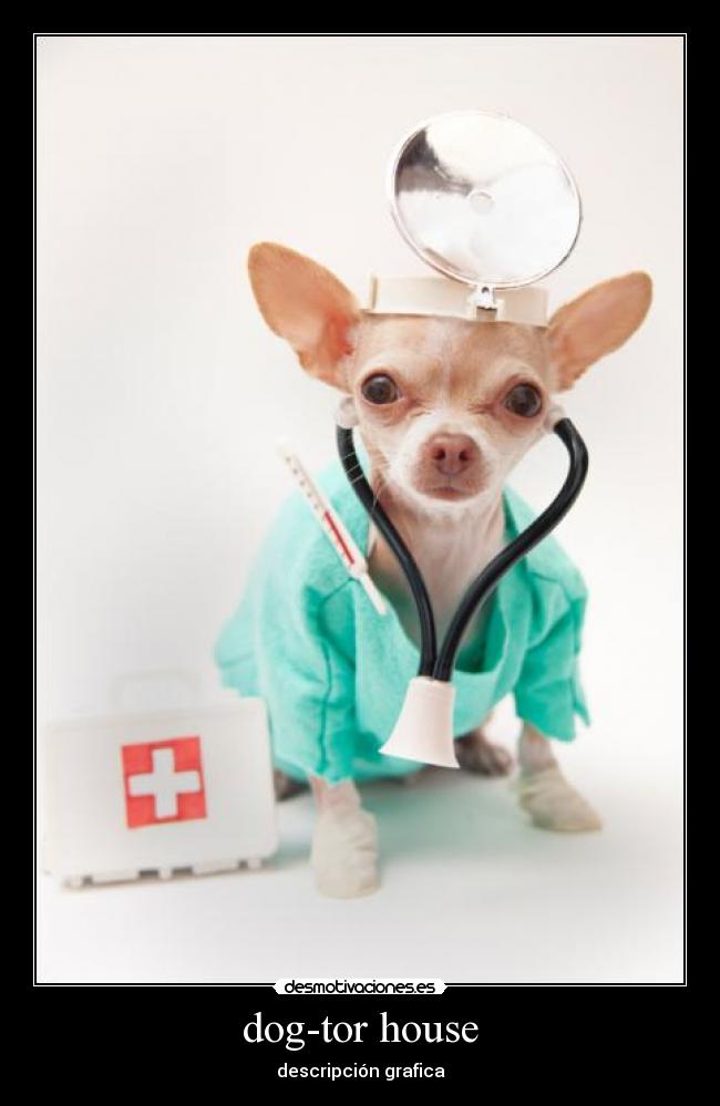 dog-tor house - descripción grafica