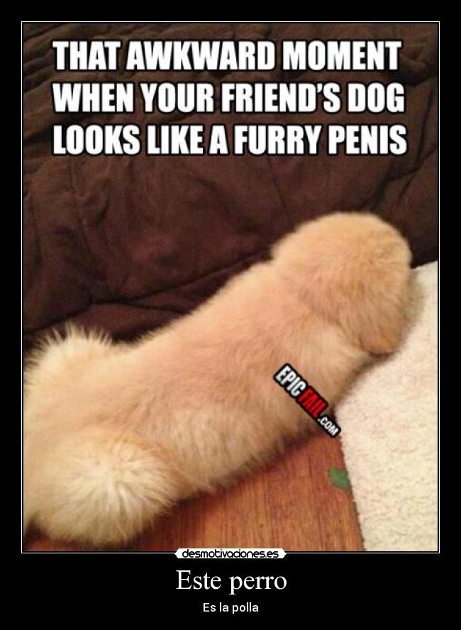 Este perro - 