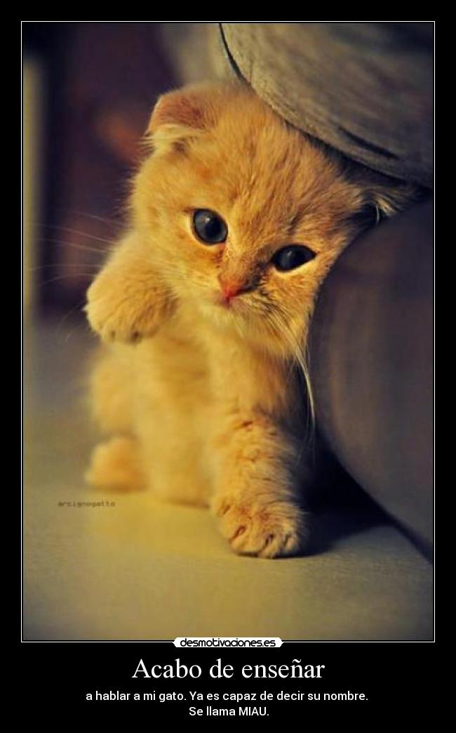 Acabo de enseñar - 