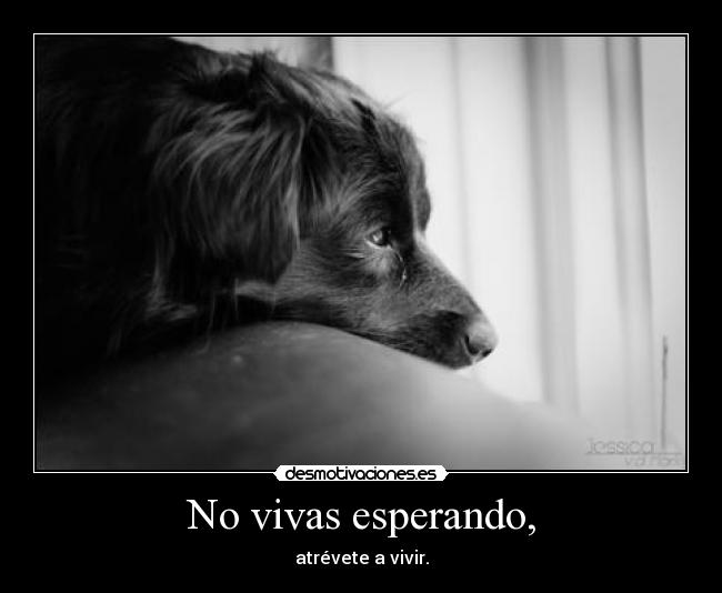 No vivas esperando, - atrévete a vivir.