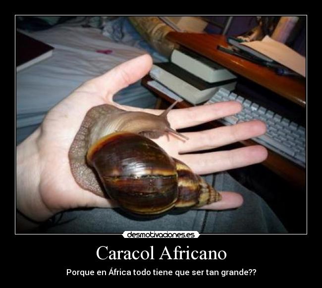 Caracol Africano - Porque en África todo tiene que ser tan grande??