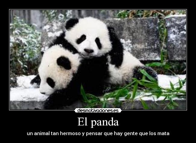 El panda - un animal tan hermoso y pensar que hay gente que los mata