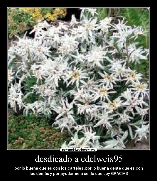 desdicado a edelweis95 - 