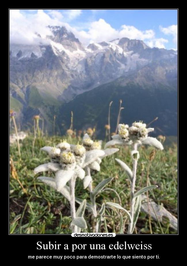 Subir a por una edelweiss - 