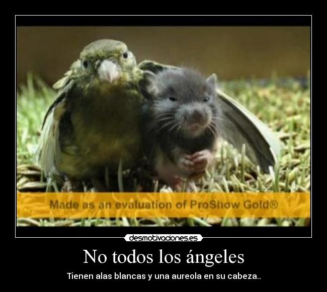 No todos los ángeles - 