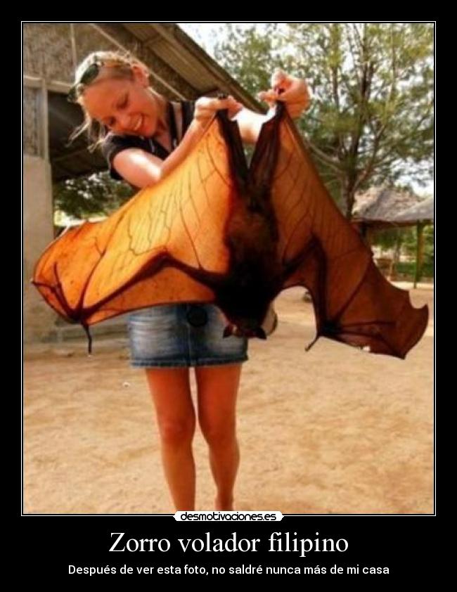 Zorro volador filipino - Después de ver esta foto, no saldré nunca más de mi casa