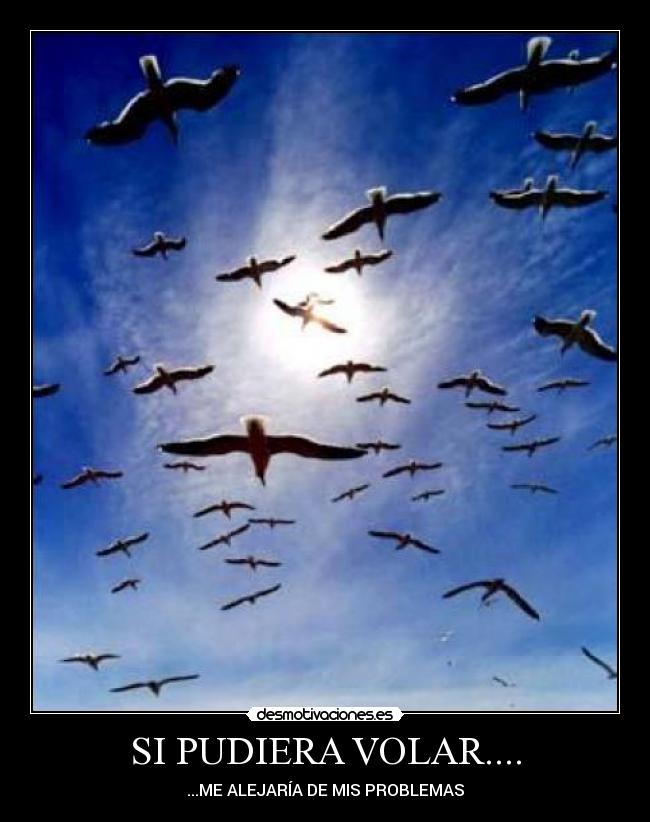 SI PUDIERA VOLAR.... -