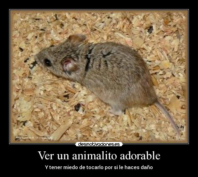 Ver un animalito adorable - Y tener miedo de tocarlo por si le haces daño