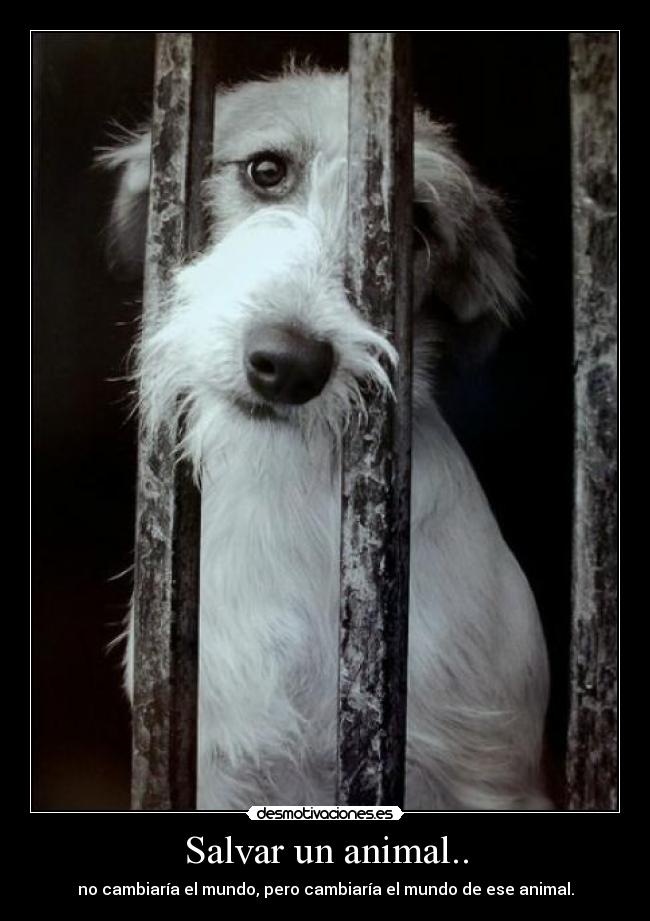 Salvar un animal.. - 