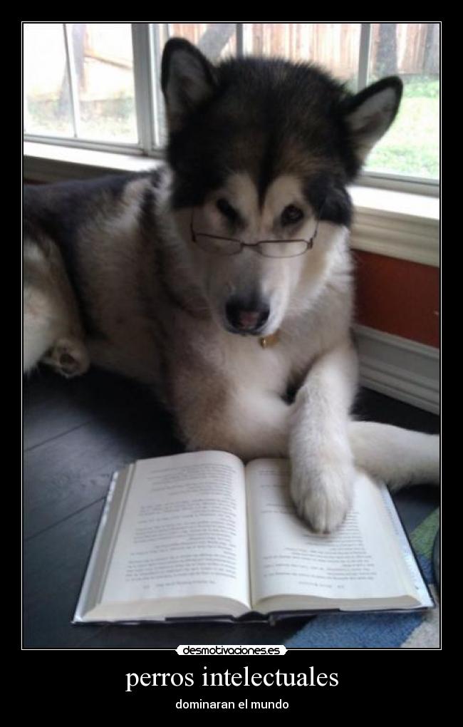 perros intelectuales - dominaran el mundo