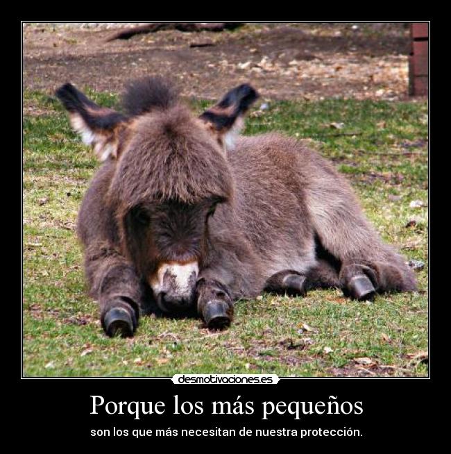 carteles amor burro desmotivaciones