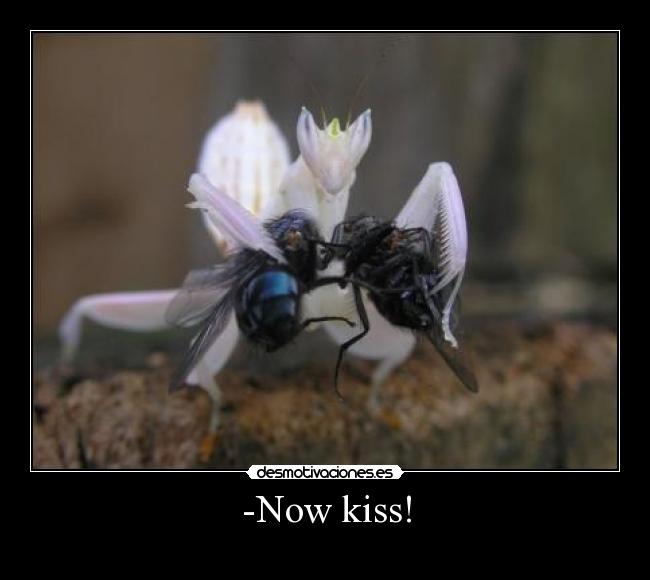 -Now kiss! - 