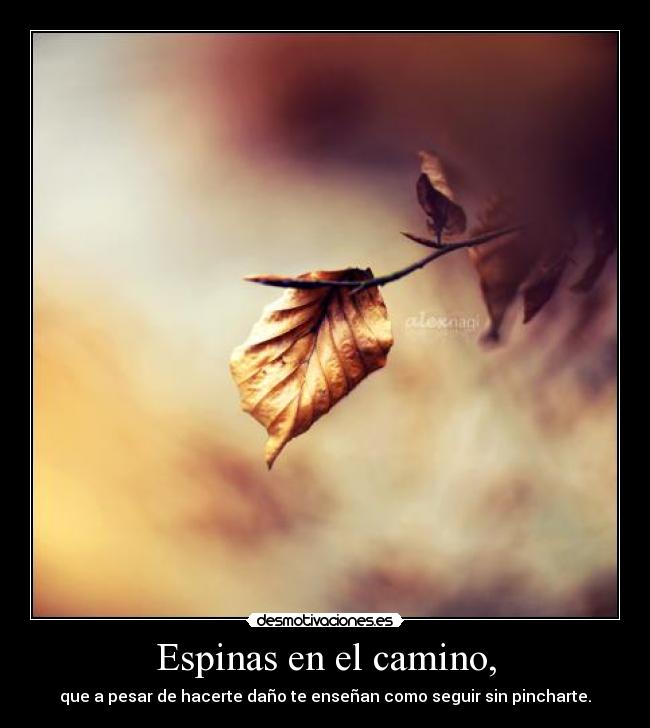 Espinas en el camino, - que a pesar de hacerte daño te enseñan como seguir sin pincharte.