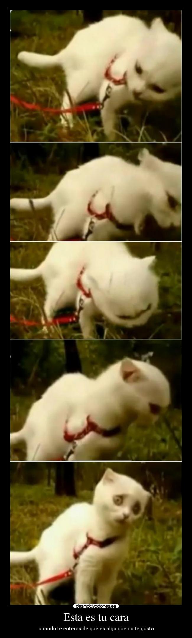 carteles gatoscomilon desmotivaciones