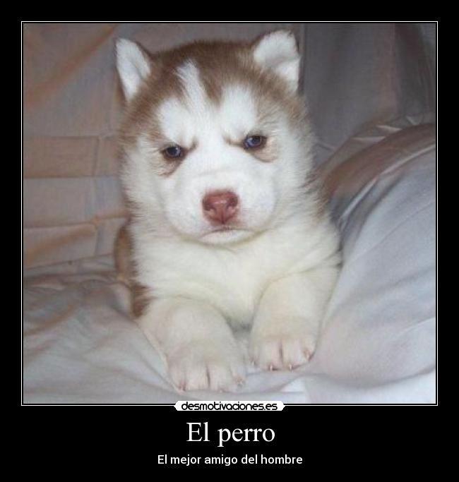 El perro - El mejor amigo del hombre