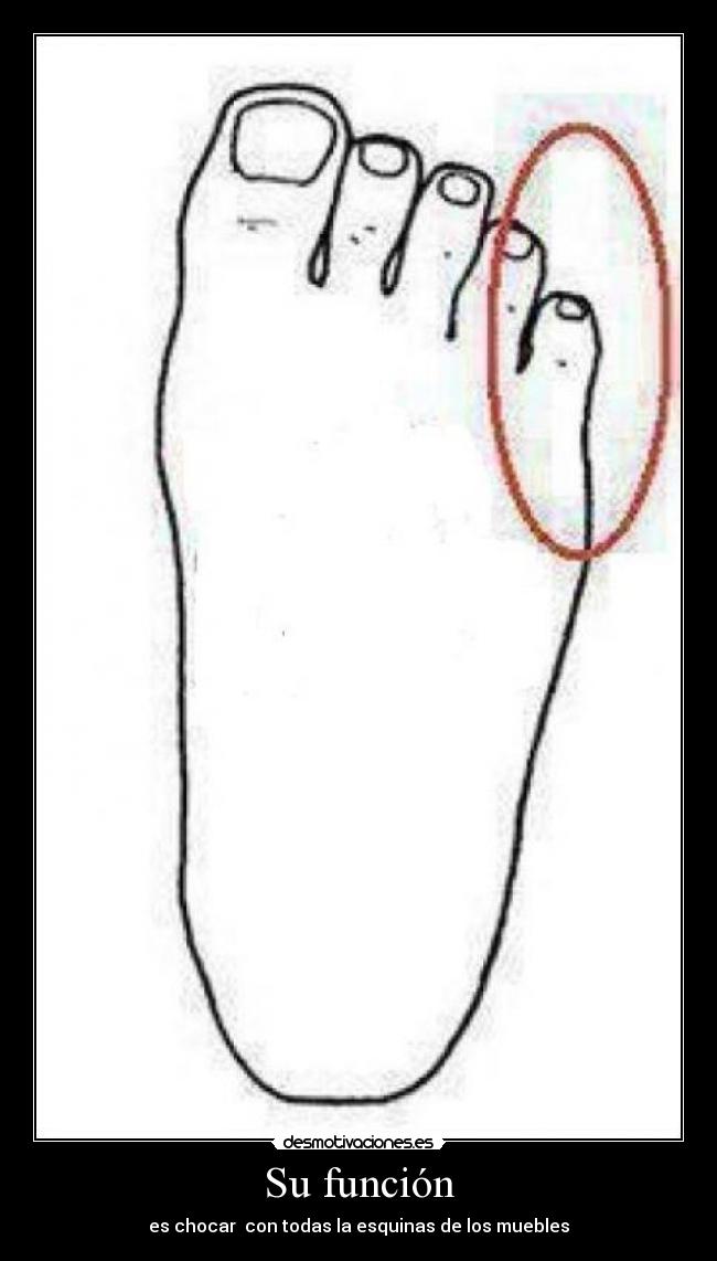 Su función - es chocar con todas la esquinas de los muebles