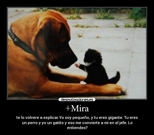 +Mira - te lo volvere a explicar.Yo soy pequeño, y tu eres gigante. Tu eres
un perro y yo un gatito y eso me convierte a mi en el jefe. Lo
entiendes?