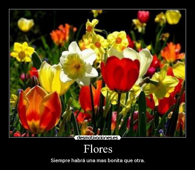 Flores - Siempre habrá una mas bonita que otra.