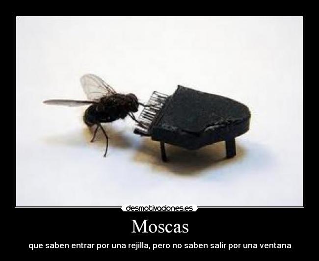 Moscas -