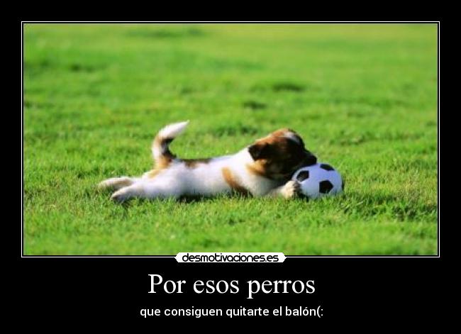 Por esos perros - 