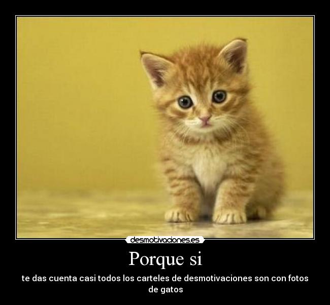 Porque si - te das cuenta casi todos los carteles de desmotivaciones son con fotos de gatos