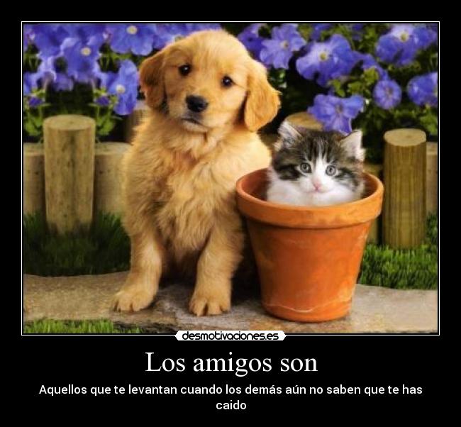 Los amigos son - 