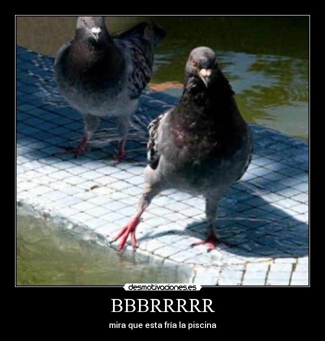 BBBRRRRR - mira que esta fría la piscina