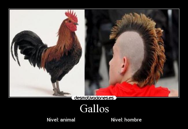 Gallos - Nivel: animal Nivel: hombre