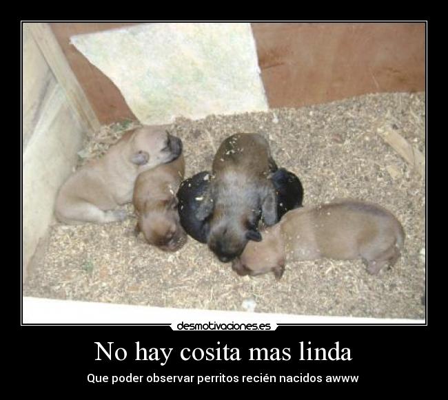 No hay cosita mas linda - 