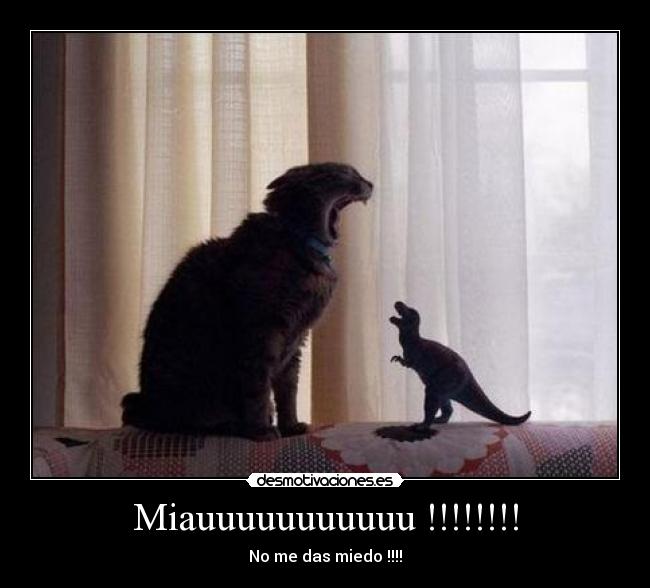 Miauuuuuuuuuuu !!!!!!!! - 