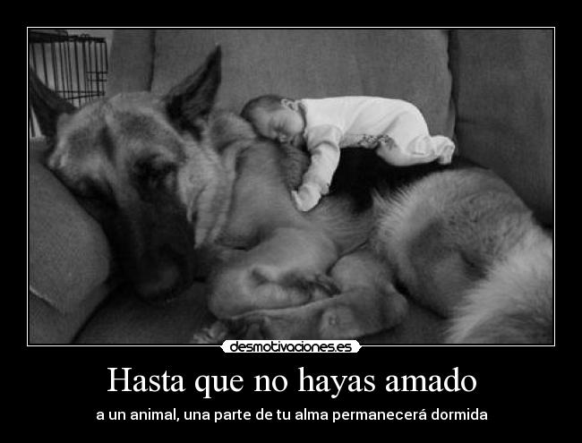 Hasta que no hayas amado -