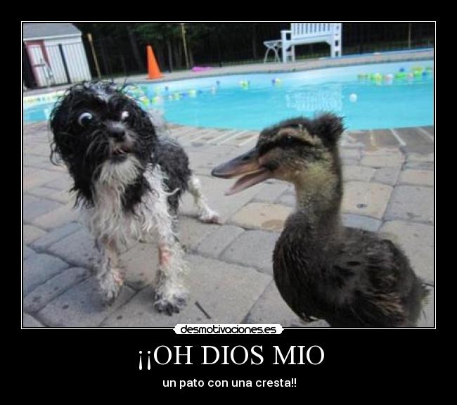 ¡¡OH DIOS MIO - un pato con una cresta!!